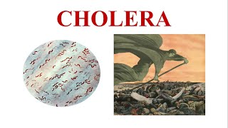 Cholera  Vibrio cholerae  Cause Symptoms Diagnosis Treatment amp Prevention of Cholera [upl. by Airelav444]