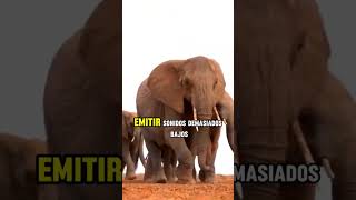 🐘¿Los Elefantes Pueden Hablar ¡Increíble Comunicación🐘 elefante elephants [upl. by Katsuyama]