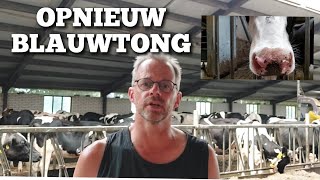 Toch weer BLAUWTONG ondanks 2 x vaccineren  Boer Gerrit vlogt [upl. by Winikka]