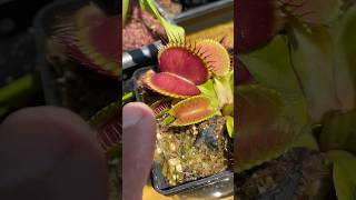 Dionaea WB9 plantacarnivora flores plantascarnivoras jardim carnivora [upl. by Hardigg]