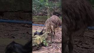 Thirsty Emu shorts nature trending wildlife [upl. by Tnecnev556]