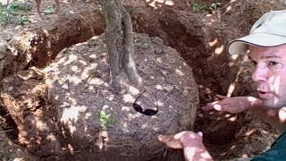 How to Transplant a Tree or Shrub  Newtown CT Landscaper  Landscape Designer [upl. by Aguayo]