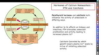 Human Physiology  Chapter 6 Part 2  Hormonal Effects on Bone and Calcium Homeostasis [upl. by Hynes]