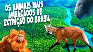 10 Animais Brasileiros Ameaçados de Extinção [upl. by Sillaw]