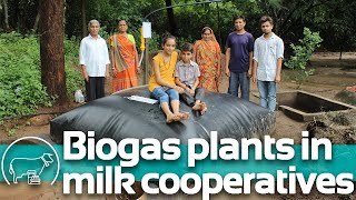 NDDB and Sistemabio India transforming cowdung into biogas [upl. by Alston484]