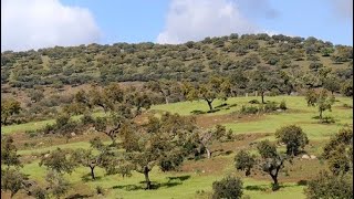 Landbouw in Nederland en Spanje [upl. by Eesdnil]