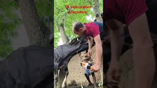 intravenous infusion of calcium borogluconate in jugular vein without shedding blood in cattle [upl. by Irina]