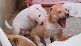 Videos De Risa De Animales 2023  10 Momentos Más Divertidos Perros del Año 😂 [upl. by Yeltsew372]