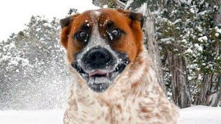 Essayez de regarder sans rire Ce chiens drôles de neige Fails [upl. by Anaiad]