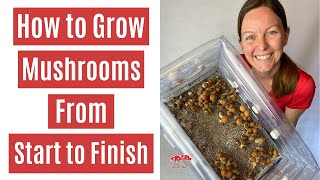 How to Grow Mushrooms from Start to Finish in a Monotub [upl. by Almeria941]