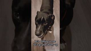 Staffymixtalking 遊ぼうって誘ってくる犬shorts staffy [upl. by Eldin]