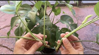 How to propagate Rhaphidophora tetrasperma mini monstera  water vs moss experiment [upl. by Dwinnell]