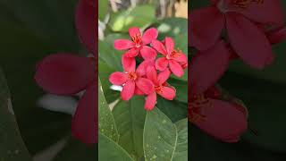 Jatropha integerrimaflowerpinkbeautiful colorsnatureshorts💕🌸🌸 [upl. by Monda]