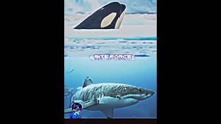 Orca Killer whale vs Great white sharkeditshortswildlife [upl. by Mersey]