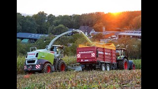 🌽Maisernte 24 • Claas Jaguar • Fendt Vario 820 • Vario 930 • Claas Axion • Futtermais • Sunset🌽 [upl. by Ivad581]