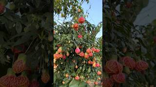 Chinese Lantern Albutilon still blooming in December 🌺 plants gardening nature flowers [upl. by Analle382]