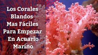 🔵 Los Corales Blandos Mas Fáciles De Mantener Para Empezar En Acuario Marino Acuarios MB [upl. by Reidid]