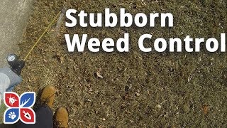 Do My Own Lawn Care  Episode 7  Stubborn Weed Control [upl. by Kiefer689]