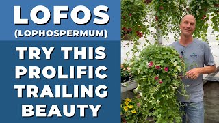 LOFOS Prolific Trailing Beauty  Lophospermum is a Gorgeous Trailer [upl. by Drona]