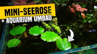 Aquarium Umbau MiniSeerose Moos und Martins Cryptocoryne [upl. by Namrak]