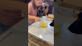 Easy Eggs For The Dogs doghelp doglover eggs smartdog [upl. by Assirrem]