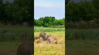 Bison vs Lion this super game is too fierce Animal combat power competition [upl. by Lat92]