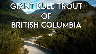 Giant Bull Trout of British Columbia [upl. by Neslund]