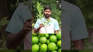 King Batthai Plants  Mosambi Plants  Fruit Plants In Telugu  Ashok Chakra Nursery  Kadiyam Abbai [upl. by Prud376]