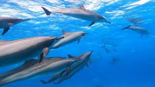 Red Sea Dolphins  Marsa alam Sataya dolphin reef [upl. by Nyrehtac]