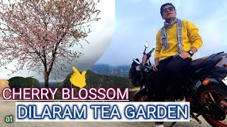 Cherry Blossom of 2024  at Dilaram tea Garden Darjeeling  पैयुको फुल chamlingdeepurai8934 [upl. by Asiulana277]