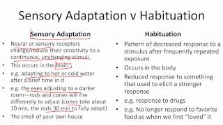 Sensory Adaptation v Habituation [upl. by Aileda]