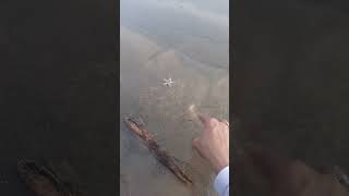 Star fish 🐟 😱😱fishing starfish food streetfood video shortfeed shortened shorts [upl. by Zipah]