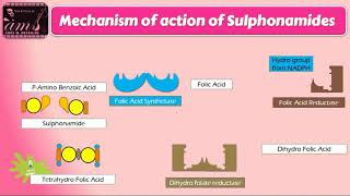 mechanism of action of sulfonamides [upl. by Allcot]