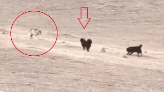 Tibetan mastiffs vs wolves leopards bears and lynx  Nonstop action [upl. by Ardnoed]