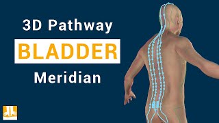 Bladder meridian  3D pathway from point to point [upl. by Dibbrun]