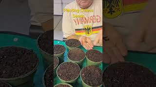 Sowed Coleus seeds today Used Seedling Starter mix each pot gets 5 tiny Seeds timelapse coleus [upl. by Mays]