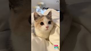 Tingkah lucu kucing part29 fypシ゚viral funny viralshort kucinglucu [upl. by Naashar]