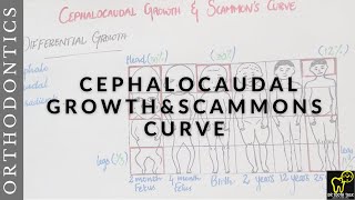 Cephalocaudal gradient of growth and Scammons curveDifferential Growth bds orthodontics neetmds [upl. by Melamie]