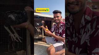 Deworming ho gayi✅ petlover minivlog pigeonvlogger petvlogger chicks aseel murga viralshort [upl. by Niwrek]