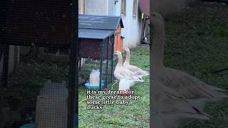 My geese are dinks 😆 backyardflock babyducks raisinggeese [upl. by Christopher]