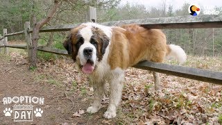 130Pound Dog Gets His First Home Ever  The Dodo Adoption Day [upl. by Ahswat]