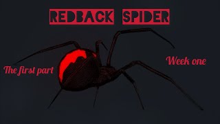 Redback spiders Latrodectus hasselti [upl. by Brocklin]