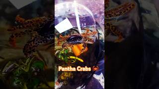 🦀 Fresh Water Pantha Crabs Are AWESOME Pets [upl. by Ennyrb]