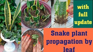 Propogation of snake plant by leaf with full updatemother in laws tongue sansevieria [upl. by Imtiaz]