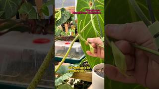 Anthurium Pollination  plants houseplants indoorplants rareplants anthurium plantcare [upl. by Aseen]