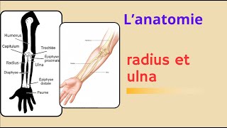 ostéologie du membre supérieur radius et ulna les os de lavant bras [upl. by Atiragram]