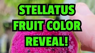 Stellatus fruit color reveal [upl. by Inat612]