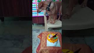 డాగ్ వీడియోdog videoమా లక్ష్మి పుట్టినరోజు [upl. by Grannie]