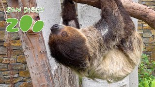 Top 10 Slow Facts About TwoToed Sloths [upl. by Laroy]