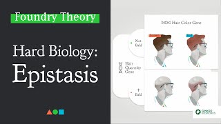 FT017  Hard Biology Epistasis [upl. by Moncear]